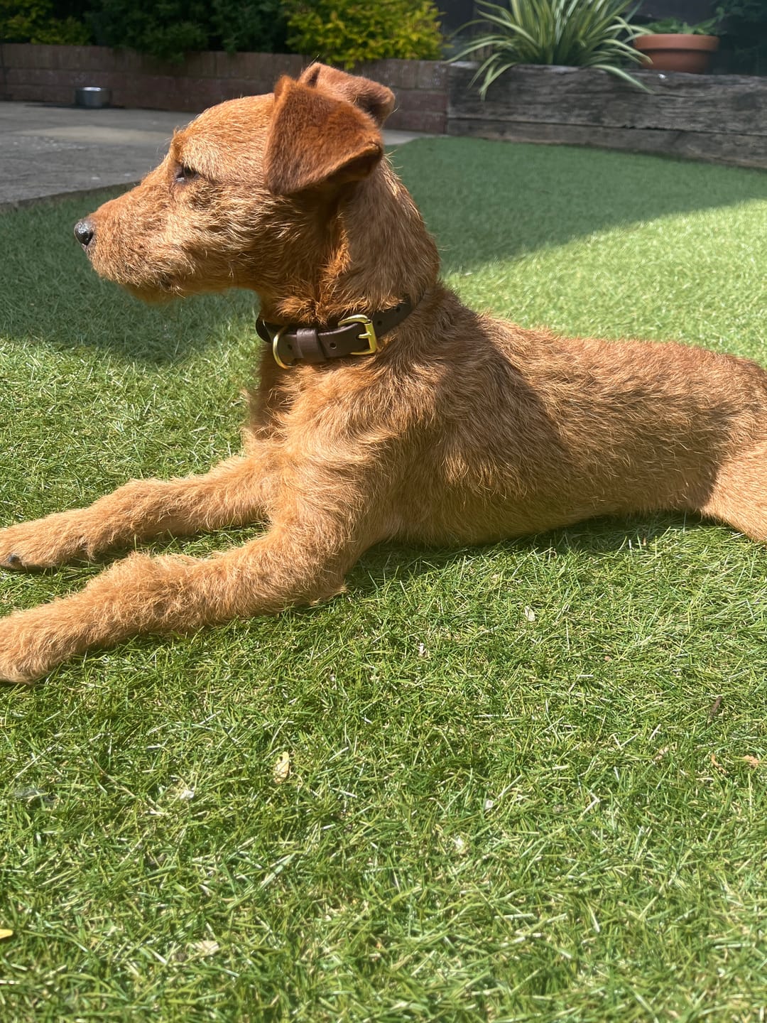 Customer photo review of All Weather Dog Collar