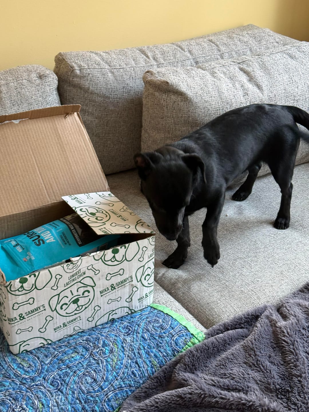 Customer photo review of Large Dog Mega Spring Bundle (41+ lbs)