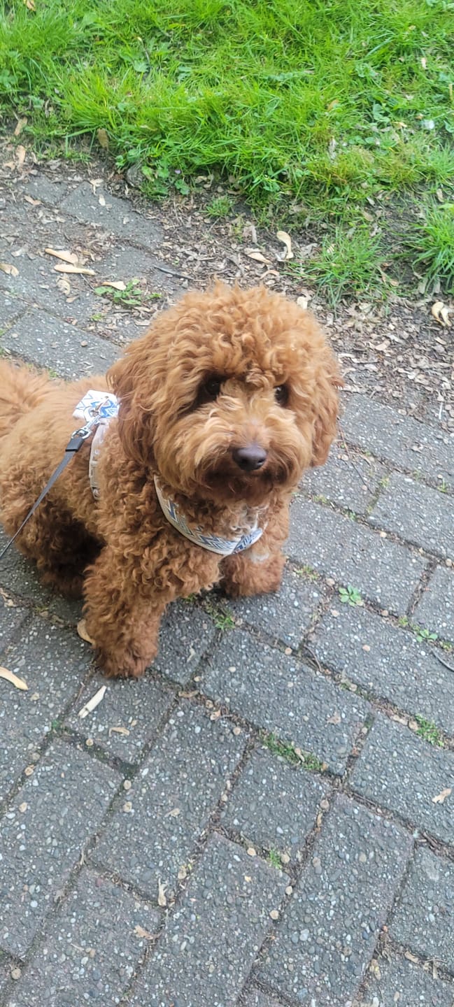Customer photo review of Ziggy Latte Y-Geschirr – Leicht & Sanft für Sensible Hunde