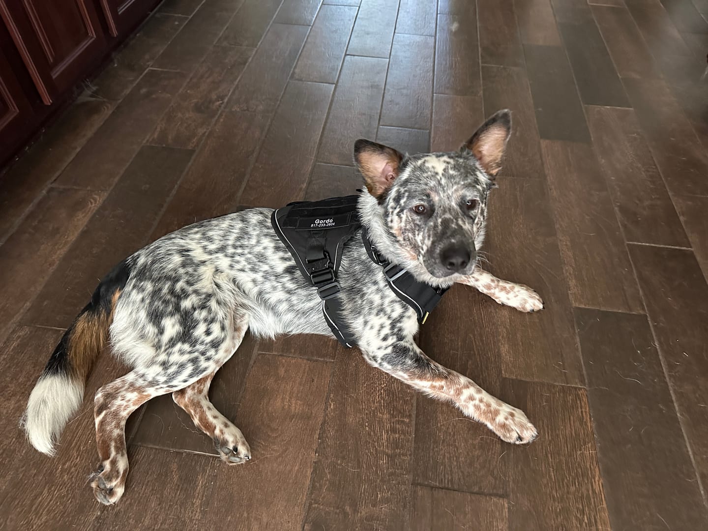 Customer photo review of Custom Hook & Loop Patch For Harness (1 Pair)