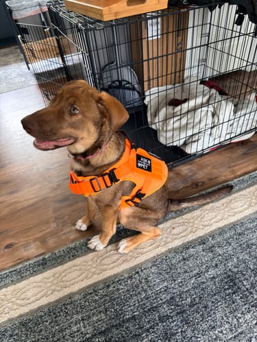 Customer's young puppy sitting indoors while wearing a bright orange Team K9 Tactical Dog Harness.