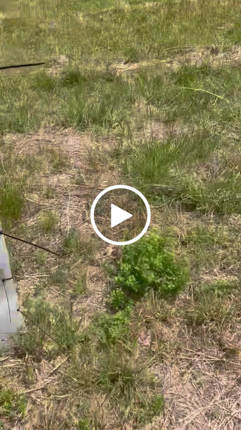 Customer video review of Main Attraction™ Crabapple
