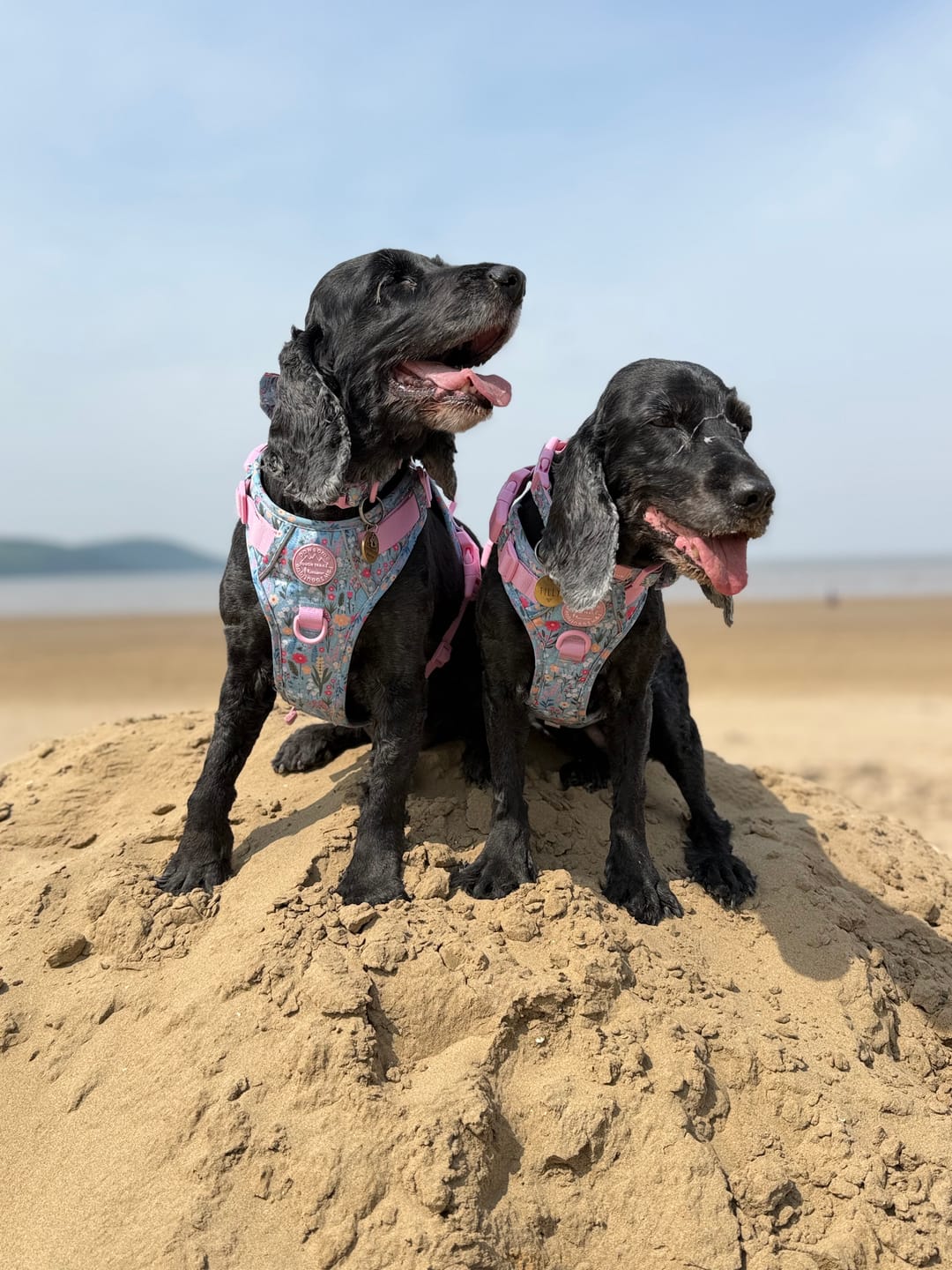 Customer photo review of Tough Trails™ Harness -  Whimsical Wildflowers