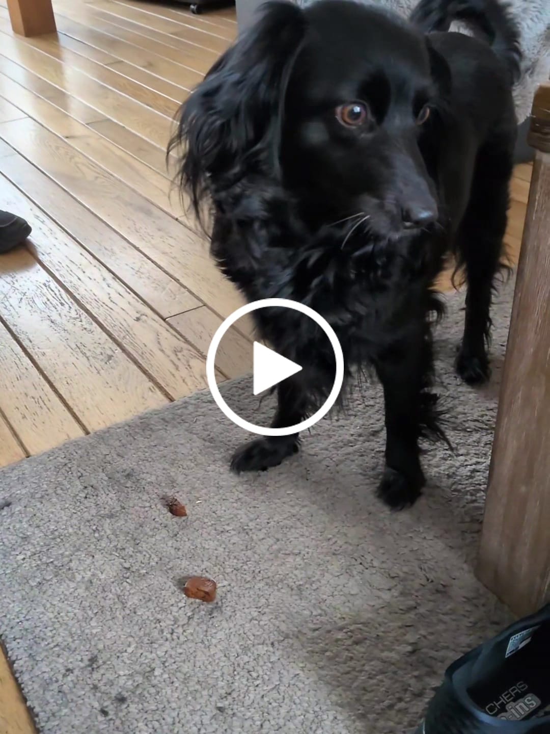 Customer video review of Tony en Lu Pups | Kleine hondensnacks