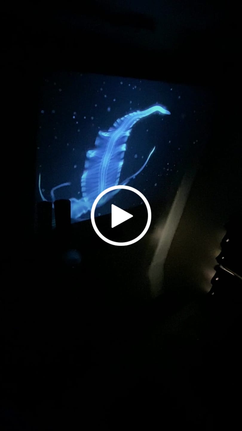 Customer video review of Ozmotic Learning Projector