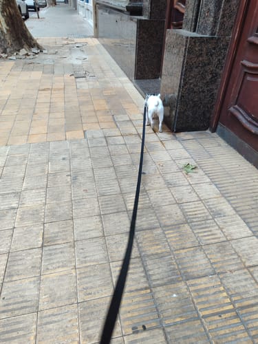 Customer photo review of Correa Larga para Perro Hasta 10 Metros