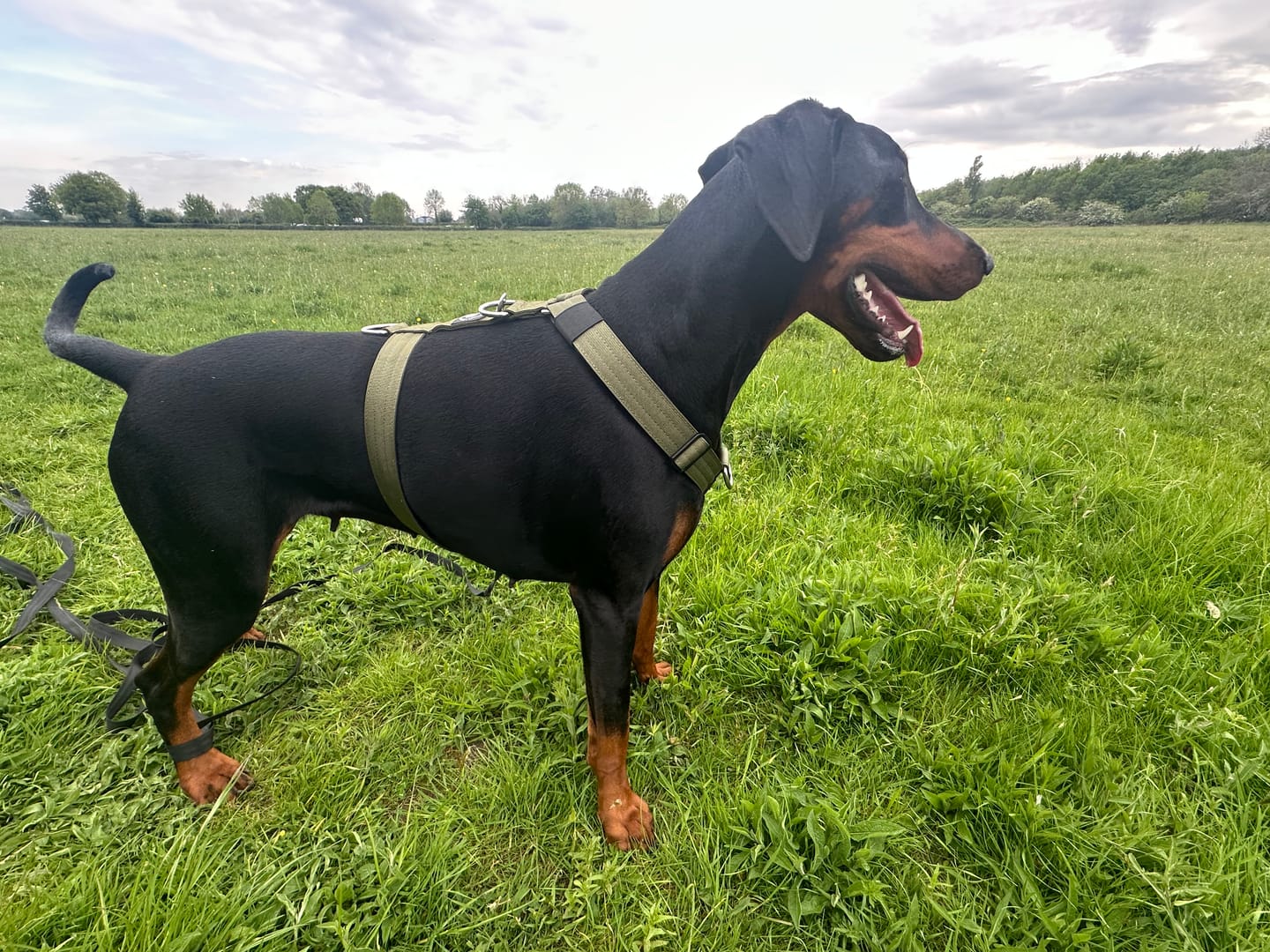 Customer photo review of Anti-Pull TRI-Harness® | Training Dog Harness for All Breeds - Khaki