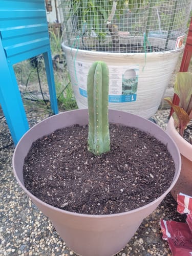 Customer photo review of San Pedro Cactus | Trichocereus (Echinopsis) Pachanoi