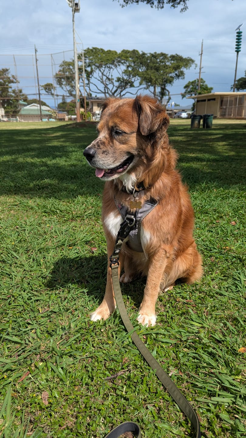 Customer photo review of Anti Pull Hurricane Harness Lighter | With Handle - Grey