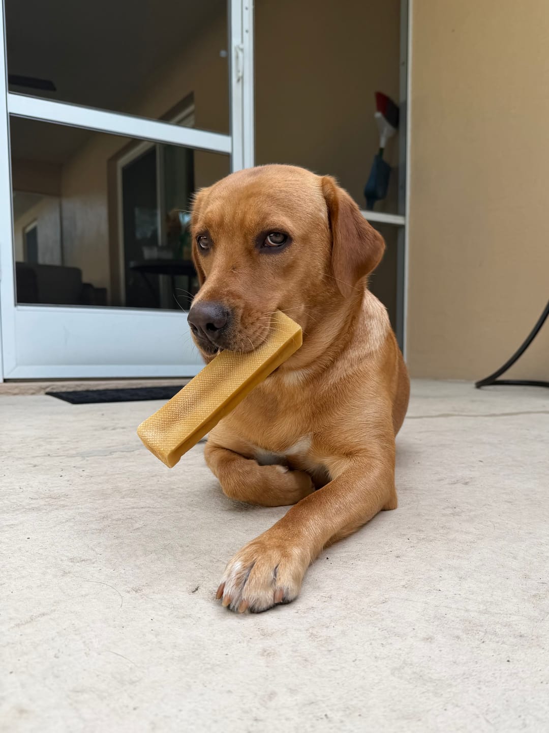 Customer photo review of Himalayan Yak Chew (MEGA)