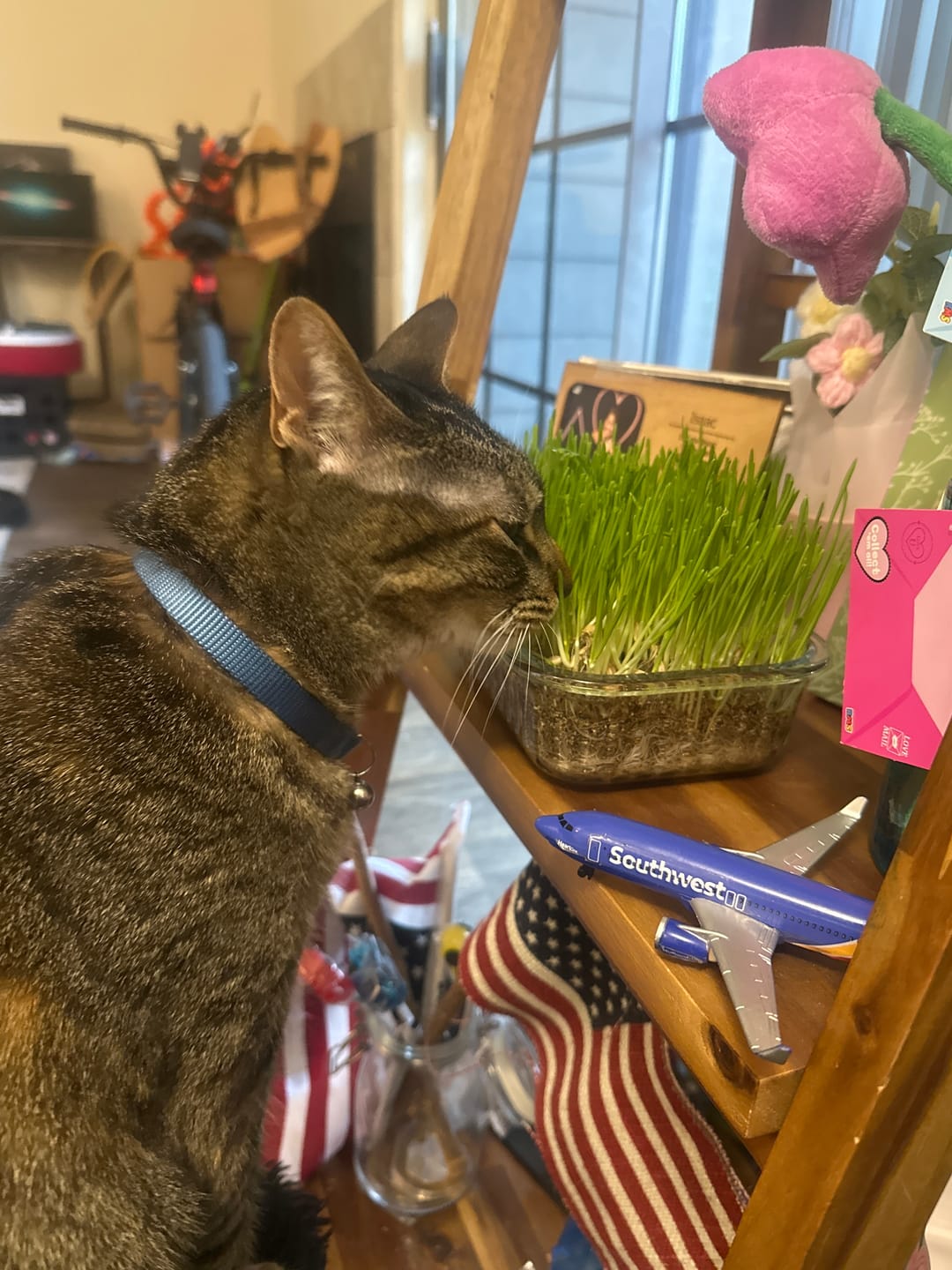 Customer photo review of Michu All-in-One Soil-Free Cat Grass Grow Kit - Made In USA