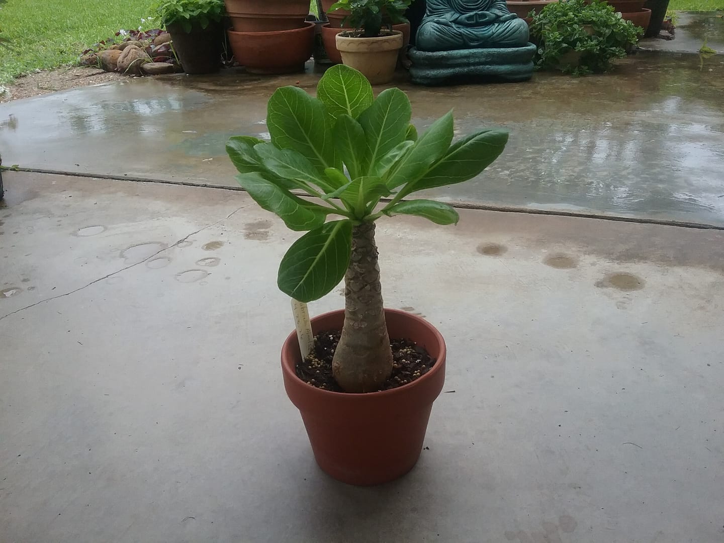 Customer photo review of Brighamia insignis