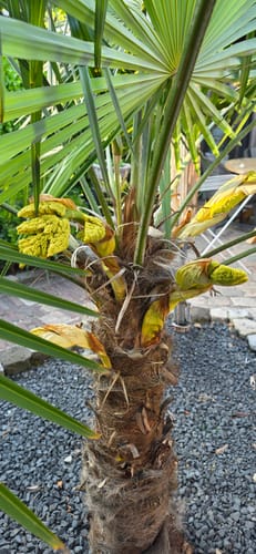 Customer photo review of Chinese Palmboom - Trachycarpus fortunei