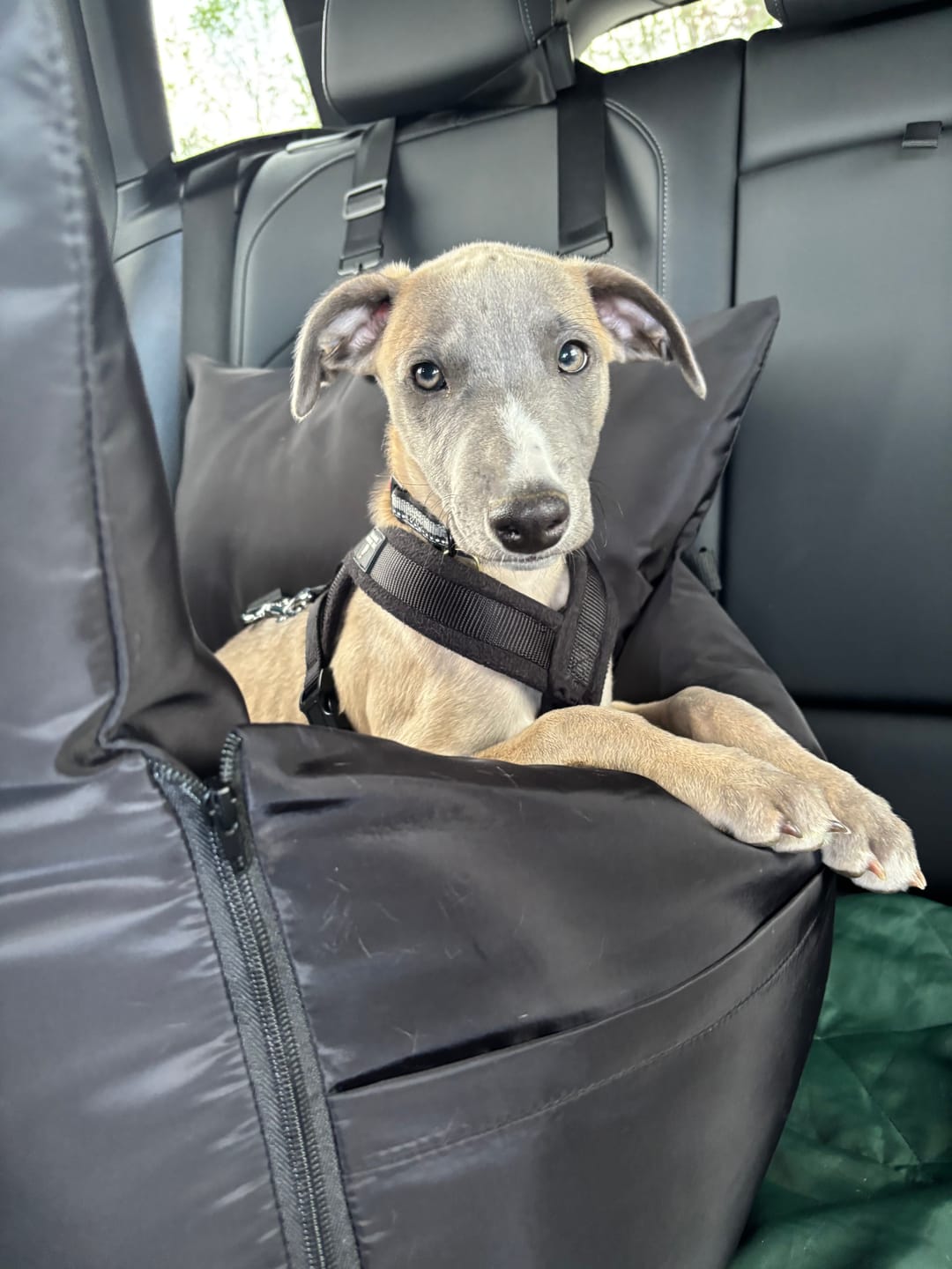 Customer photo review of Travel Dog Pod - Now With IsoFix