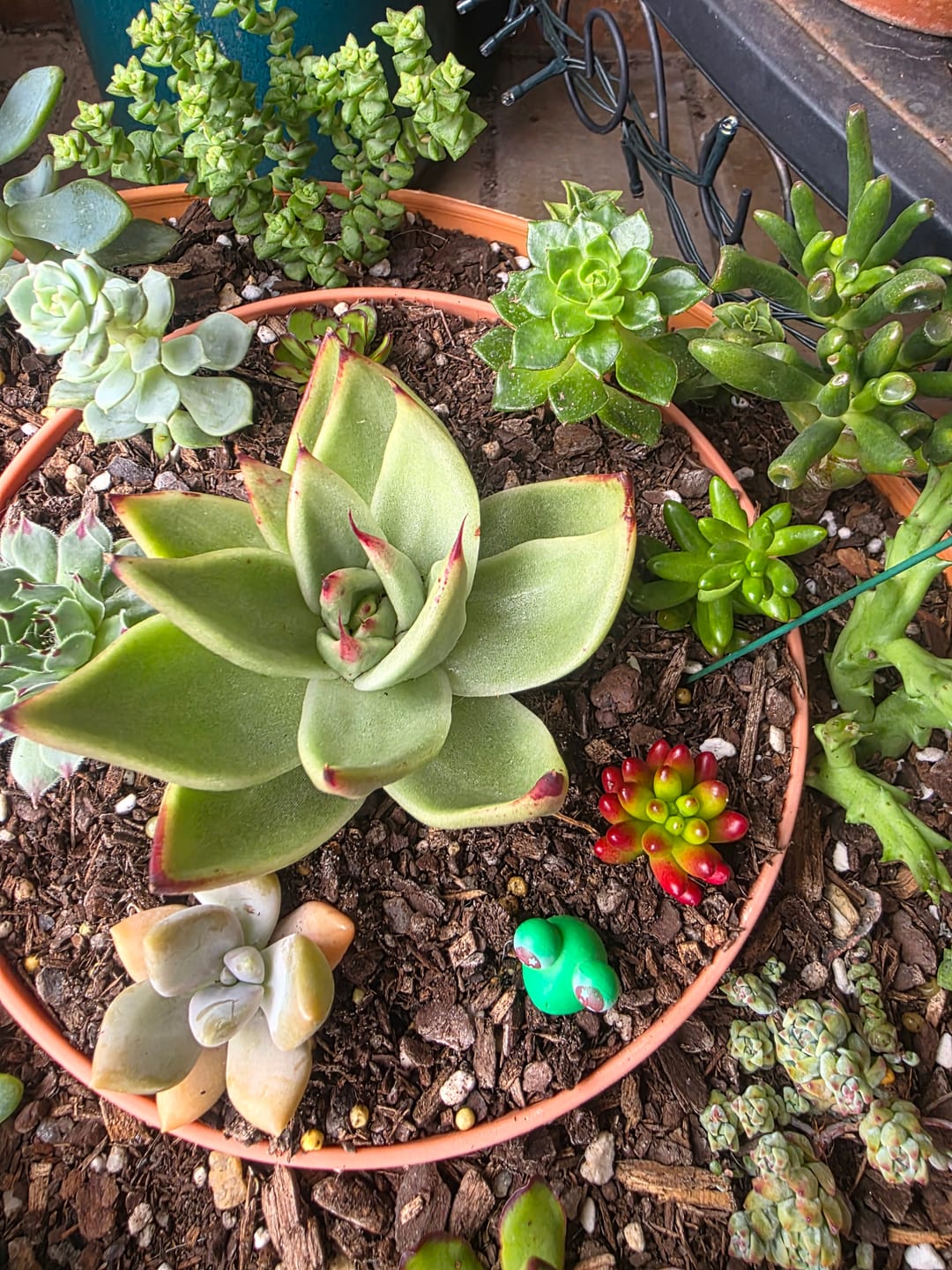 Customer photo review of Sedum Rubrotinctum 'Red Jelly Beans' - Cuttings x 3