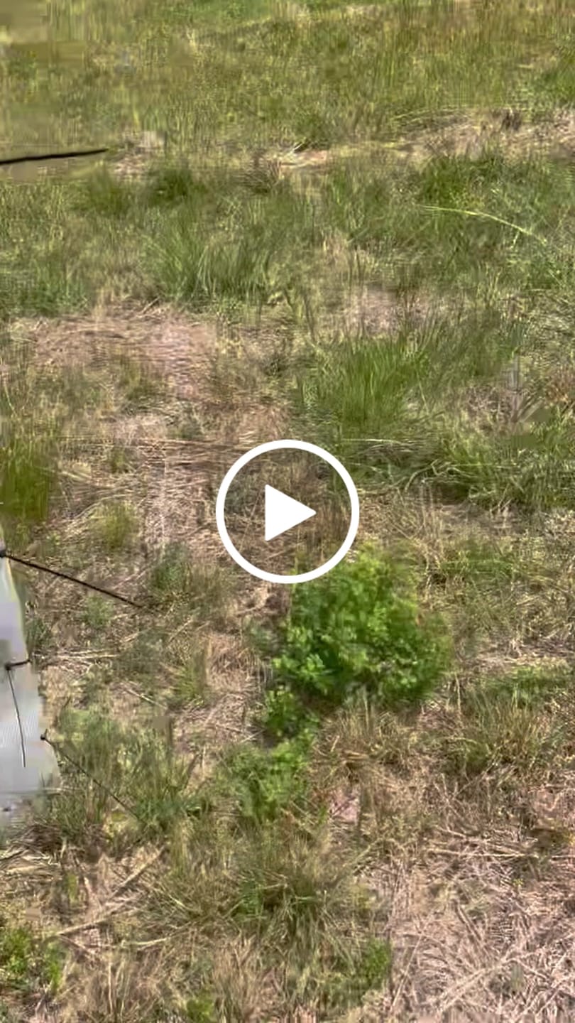 Customer video review of Main Attraction™ Crabapple