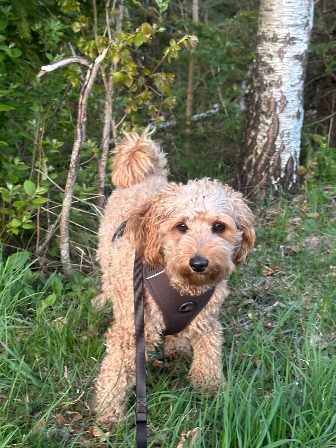 Customer photo review of Brun hundesele