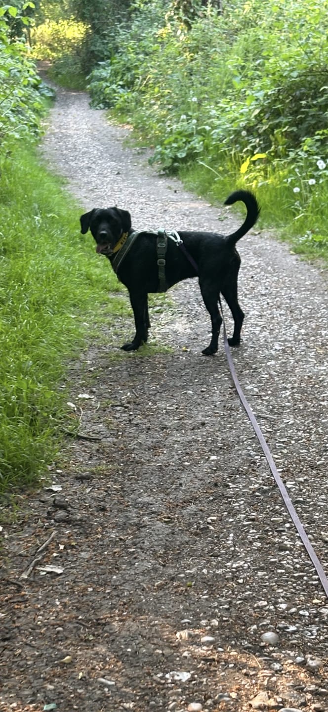 Customer photo review of Apex® Harness