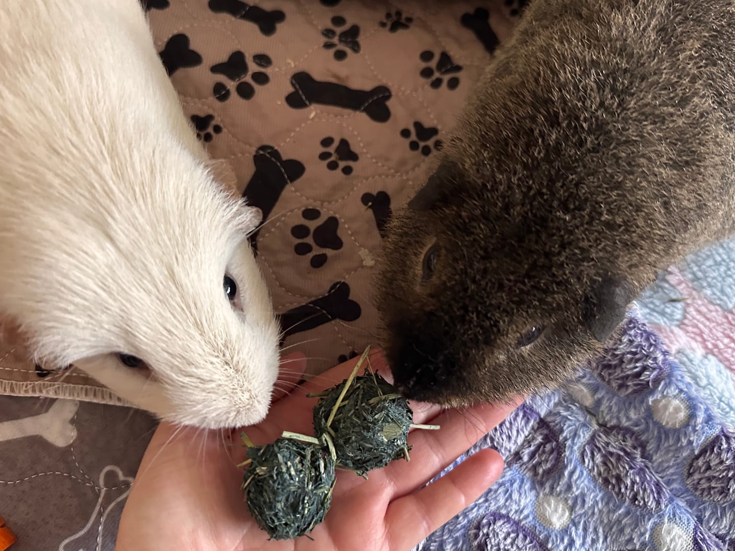 Customer photo review of 🌙 Zeit zum Träumen – Premium Snack‑Bälle für entspannte Kuschelstunden