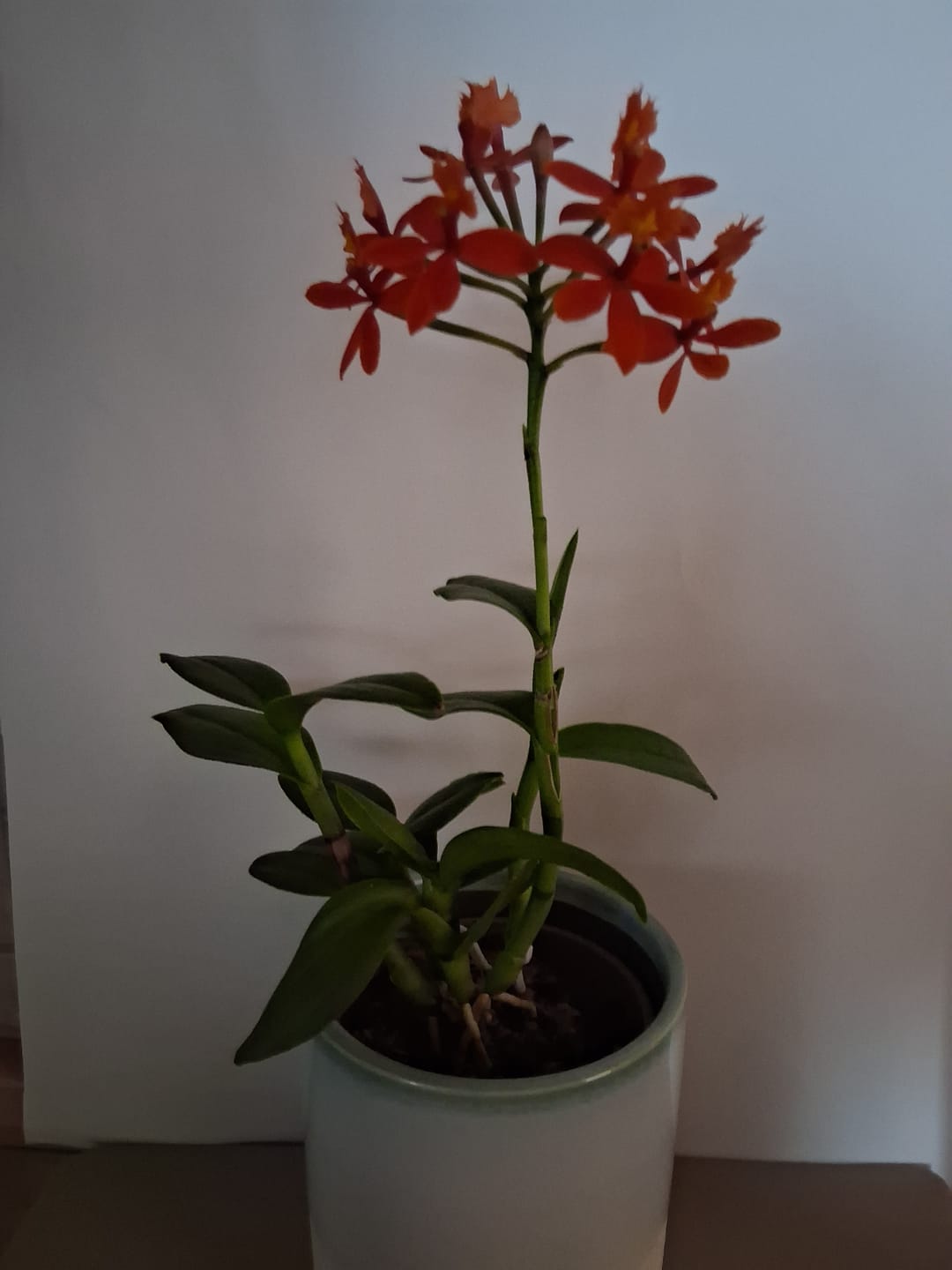Customer photo review of Epidendrum Nordic Fire Dauerblüher mit orange-roten Blüten und 1 Rispe