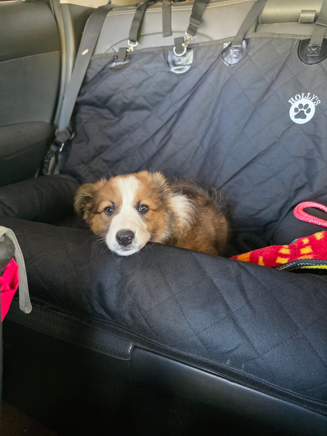 Customer photo review of Car Seat Cover