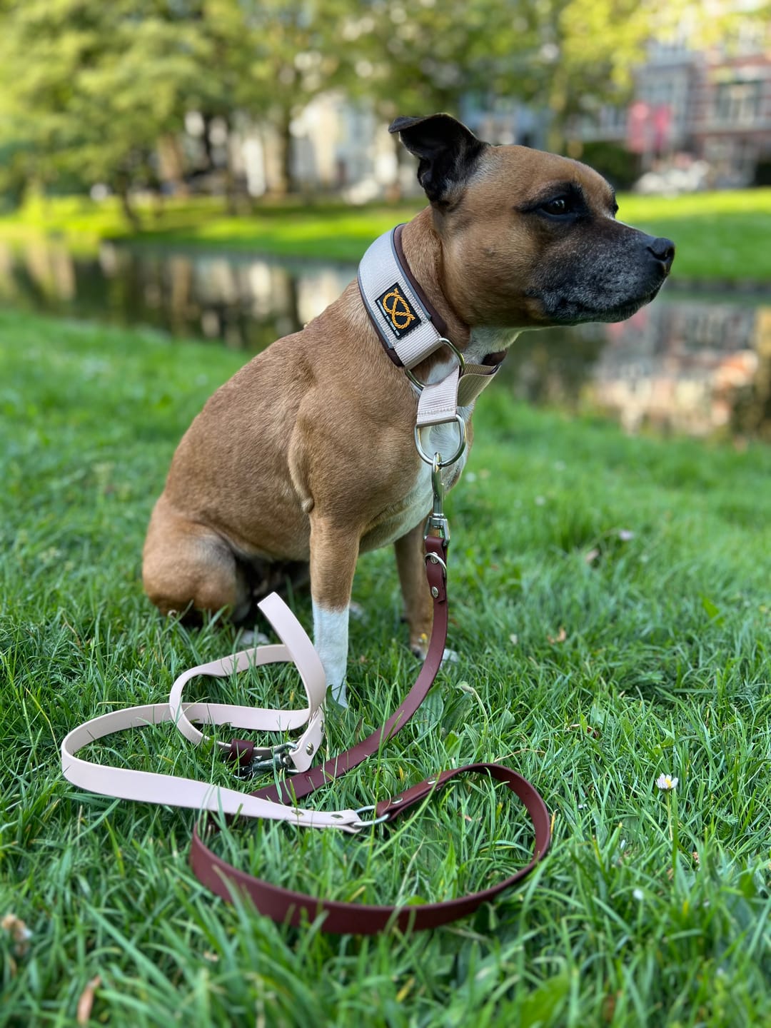 Customer photo review of Staffordshire Bull Terrier 1935® Martingale Collar - Tahvo's Milkshake Edition - Beige & Chocolate