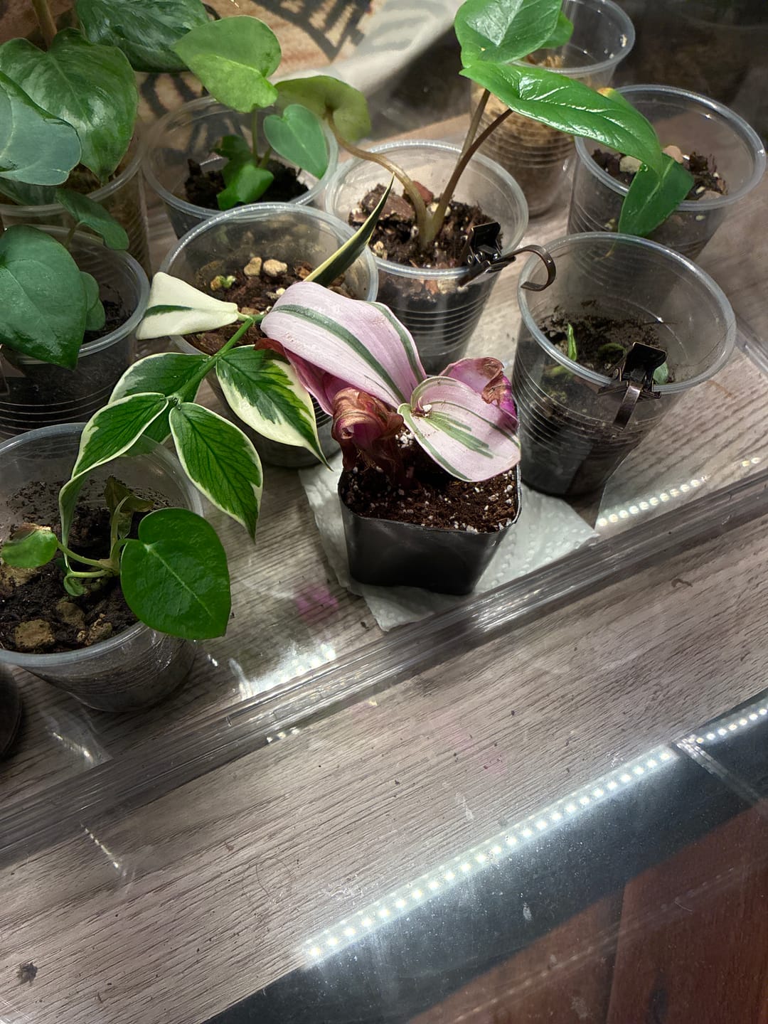 Customer photo review of Tradescantia cerinthoides - Pink Furry