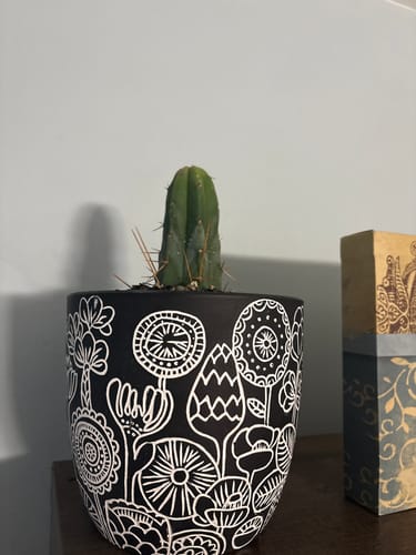 Customer photo review of Trichocereus Bridgesii | Bolivian Torch Cactus