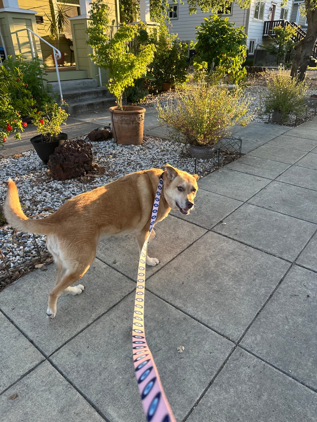 Customer photo review of Evil Eye Dog Leash and Collar Set - Pink