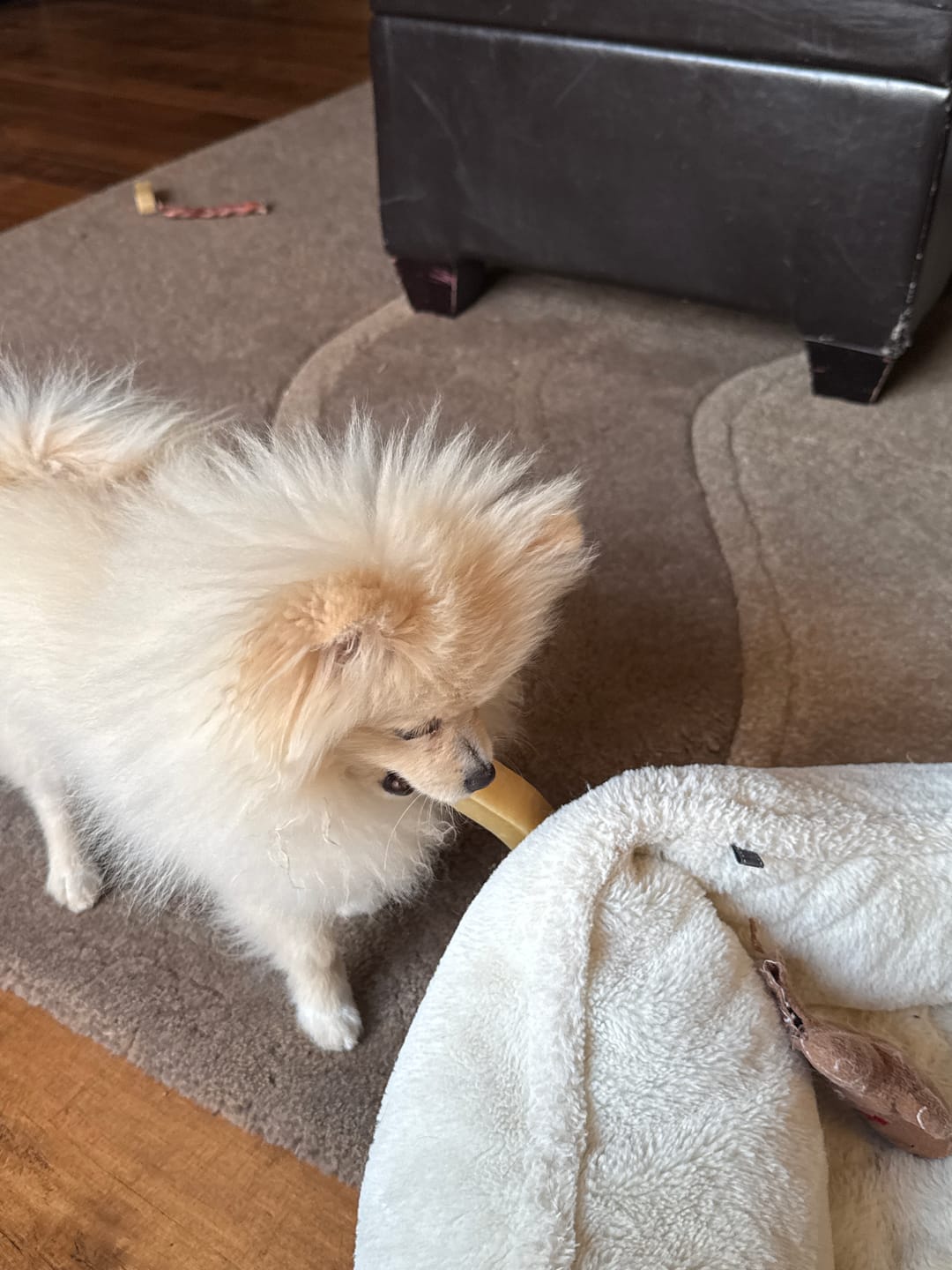 Customer photo review of Himalayan Yak Chew (SMALL)