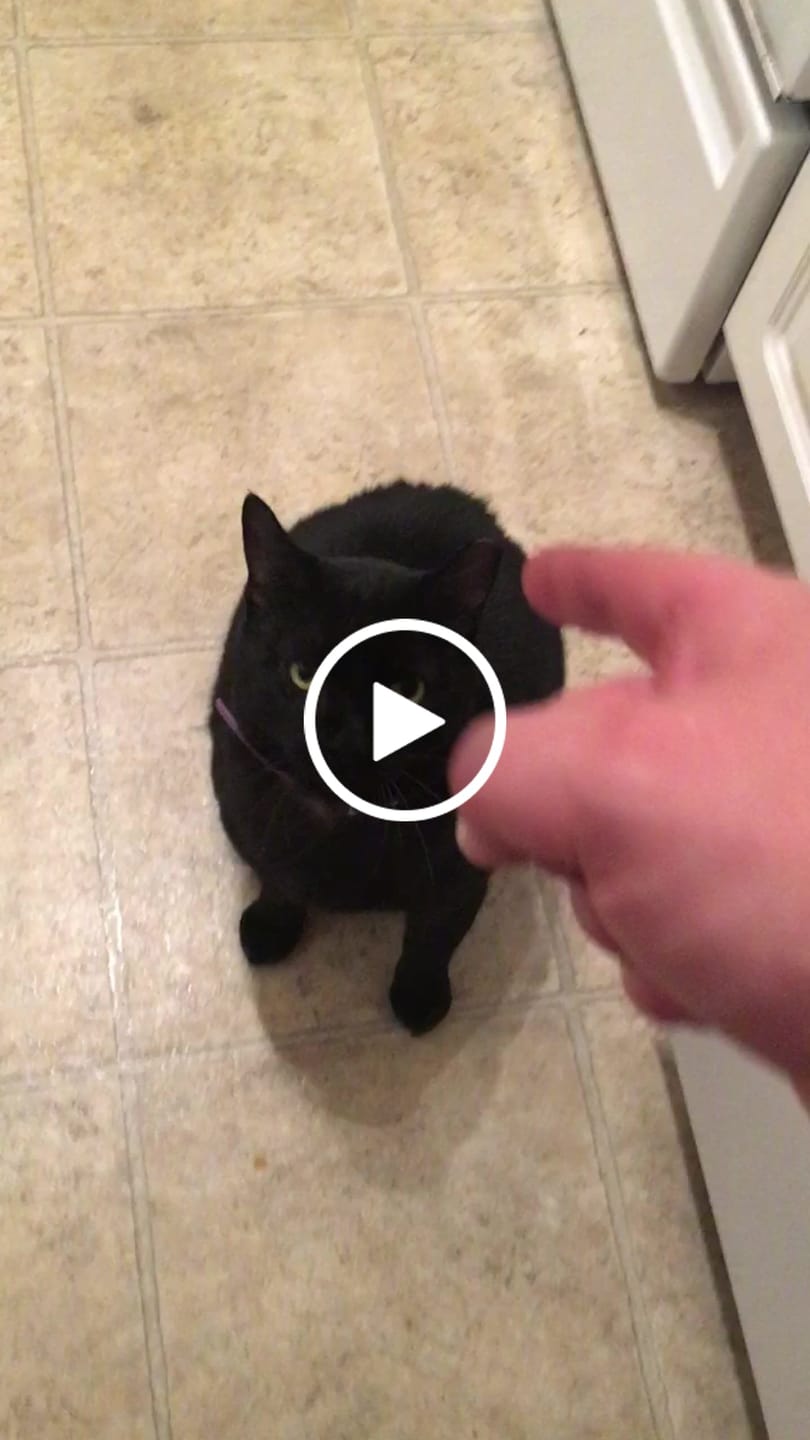 Customer video review of Cat Weight Gain + Thyroid Support Remedy