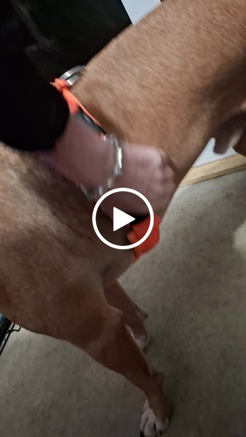 Customer video review of Slip on Harness | Foam Padded - Orange