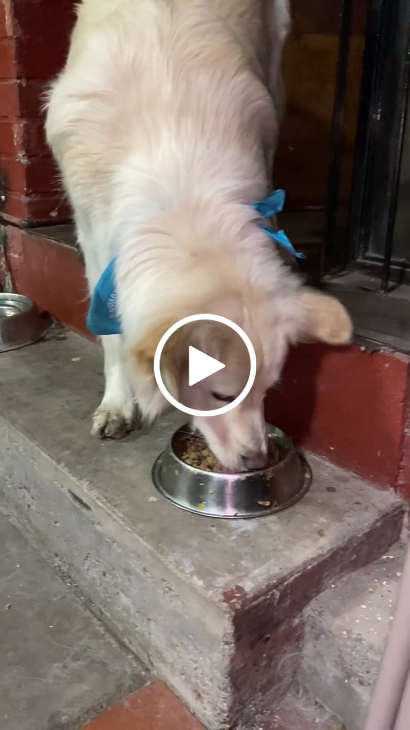 Customer video review of PetFamily Foods Cerdo Nordico