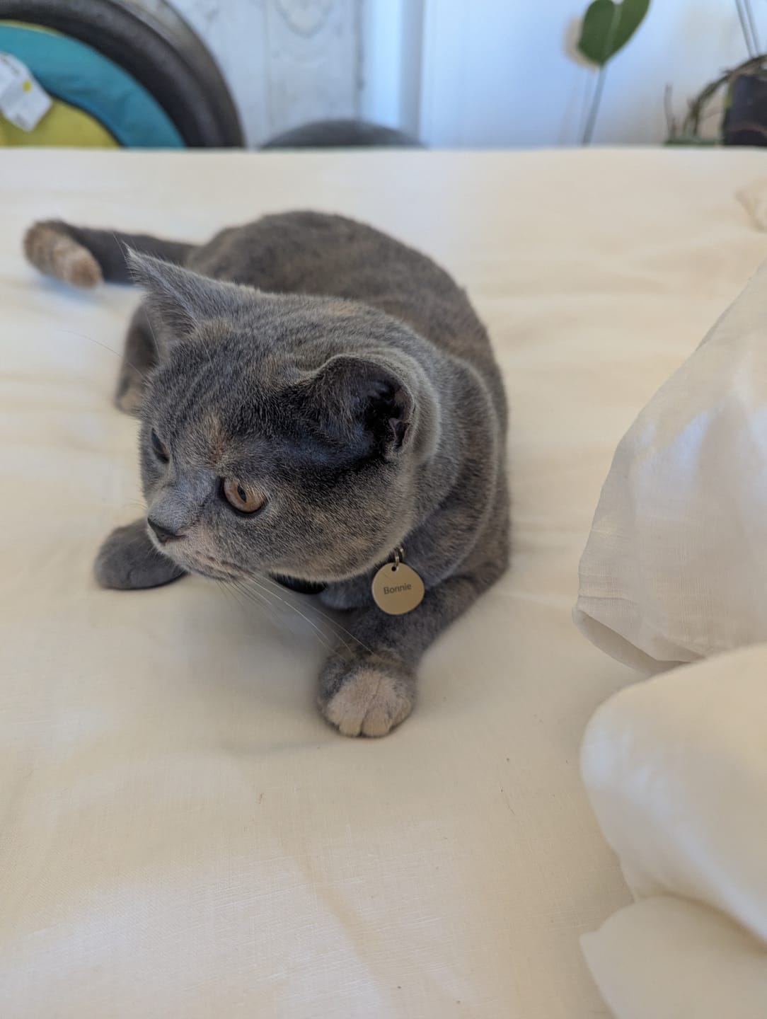 Customer photo review of Kinda Round Pet ID Tag