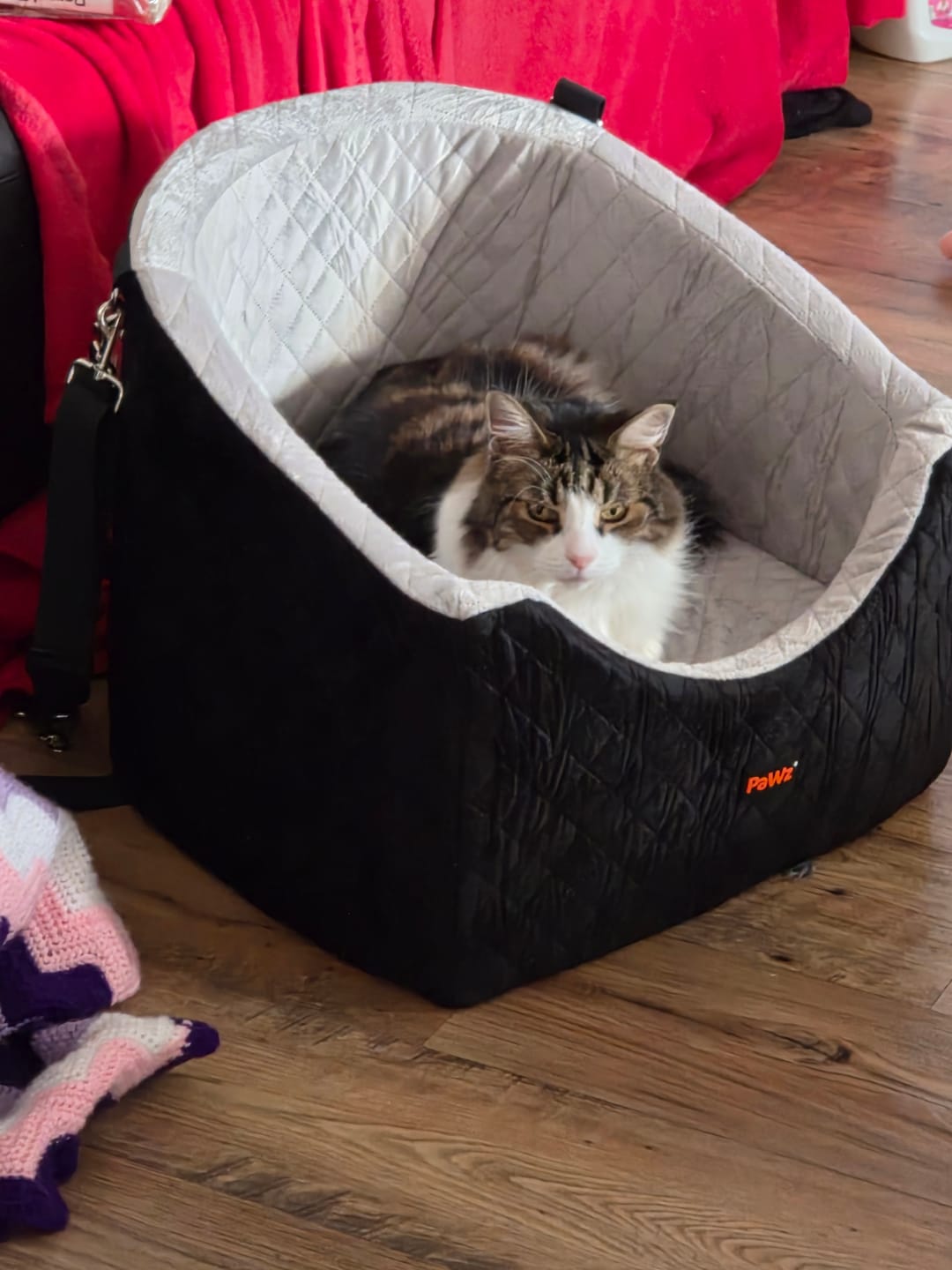 Customer photo review of Dog Car Booster Seat