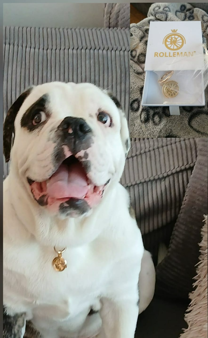 Customer photo review of ROLLEMAN® Huisdierenpenning | Vergulde Penning | Hond · Kat · Konijn