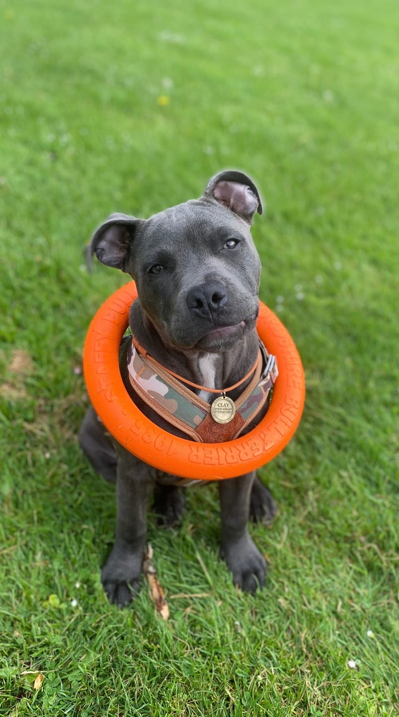 Customer photo review of Staffordshire Bull Terrier 1935® Pull Ring - Orange - 1pc