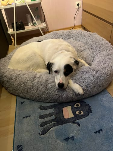 Customer photo review of Puppery Hundebett Wolke 7 - Das Original