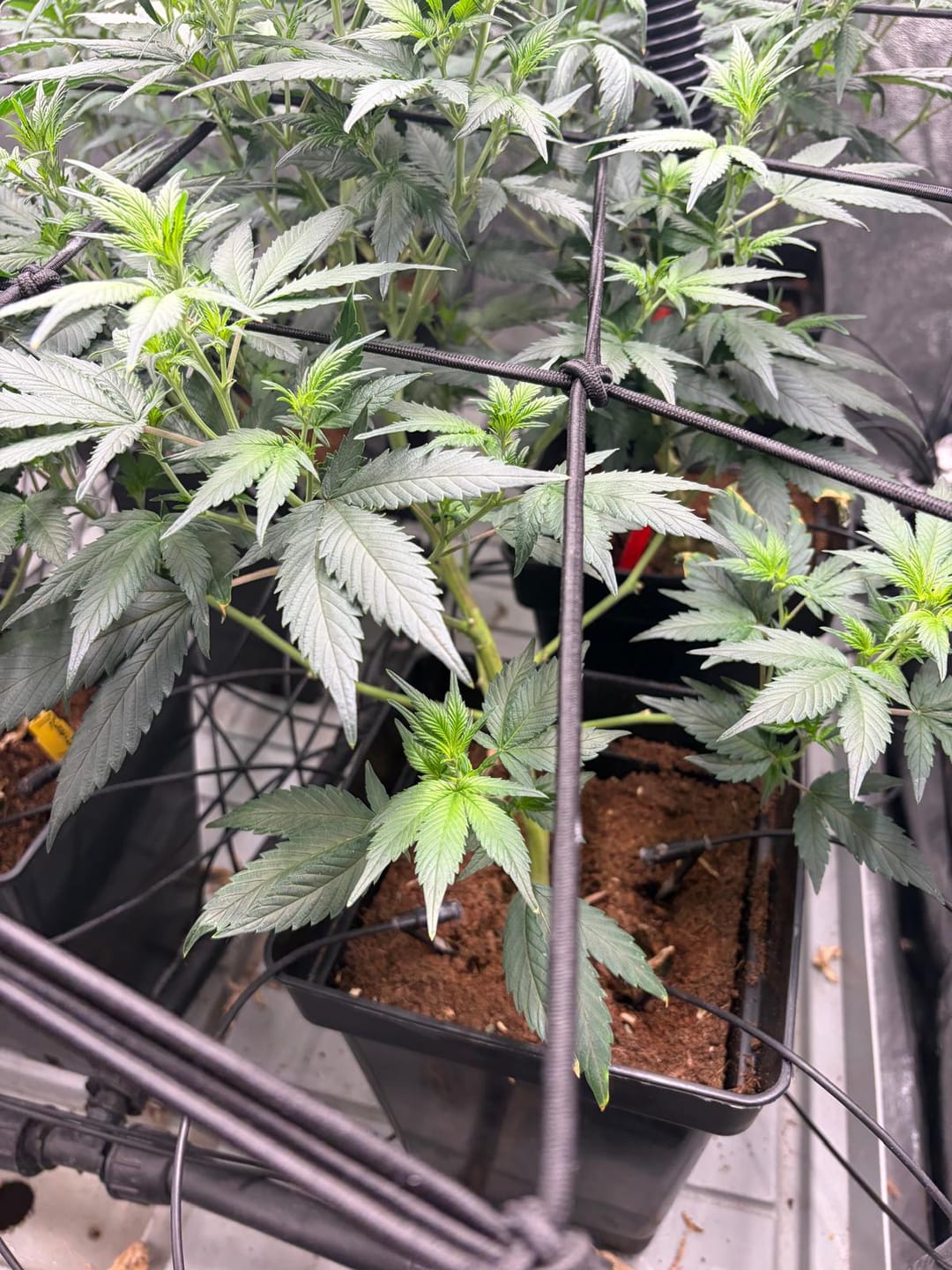 Customer photo review of Hanfstecklinge | Future Island