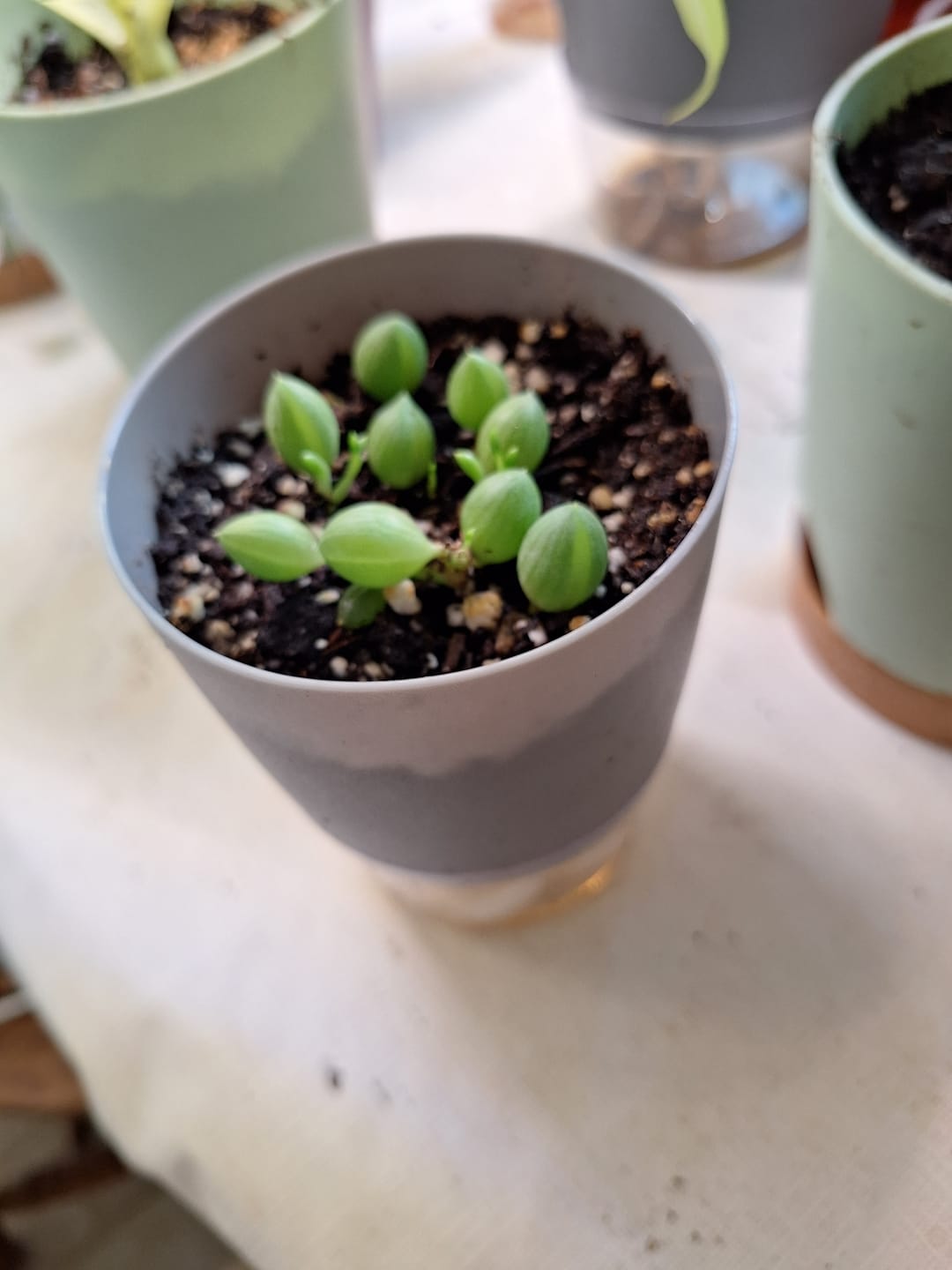Customer photo review of String of Watermelon – Senecio herreianus