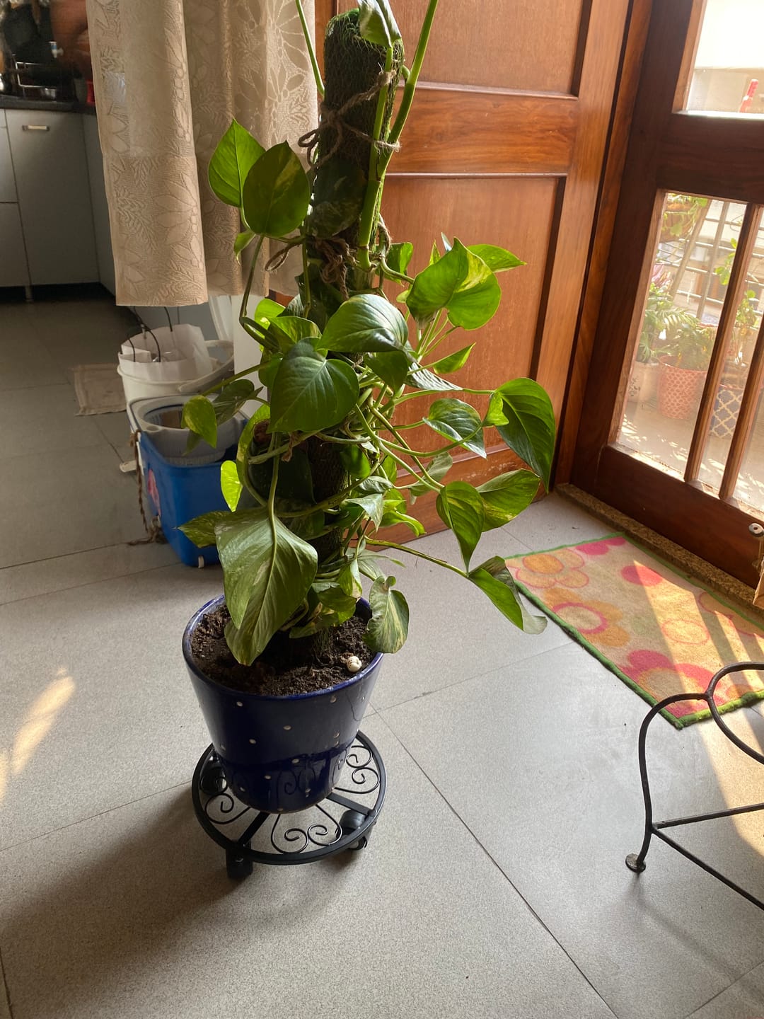 Customer photo review of TryGreen Luna Wheel Rolling Plant Stand for Planters