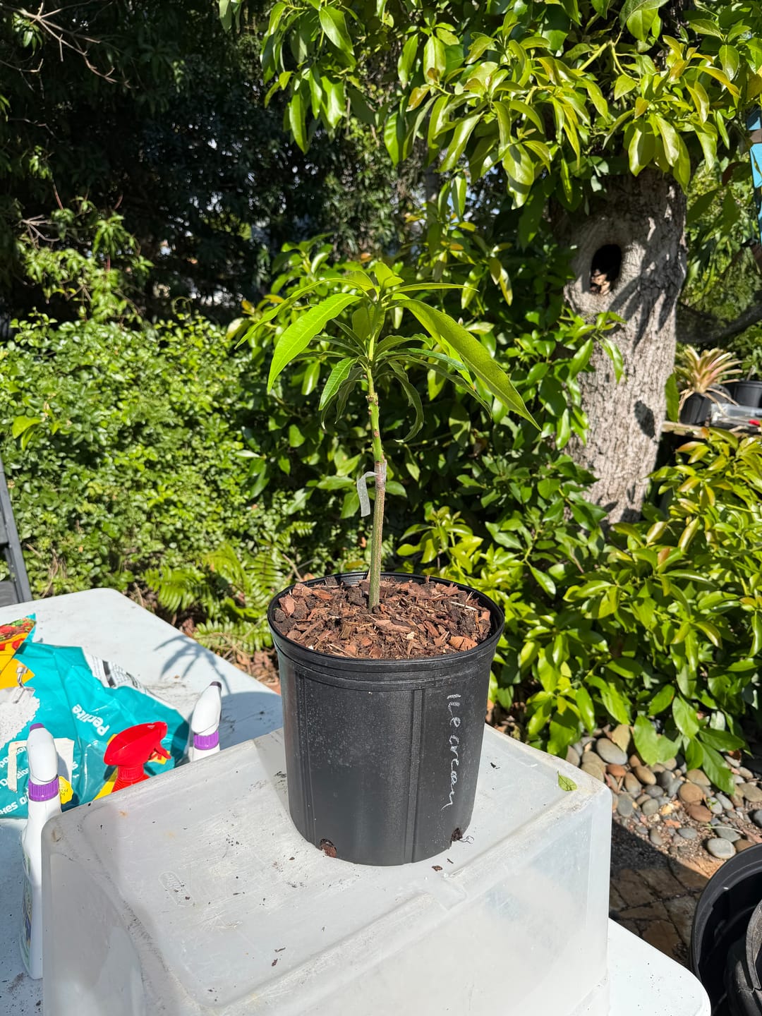 Customer photo review of Carrie (Condo) Mango Grafted Will Fruit In 1-2 Years Plant (12ish+ inches)