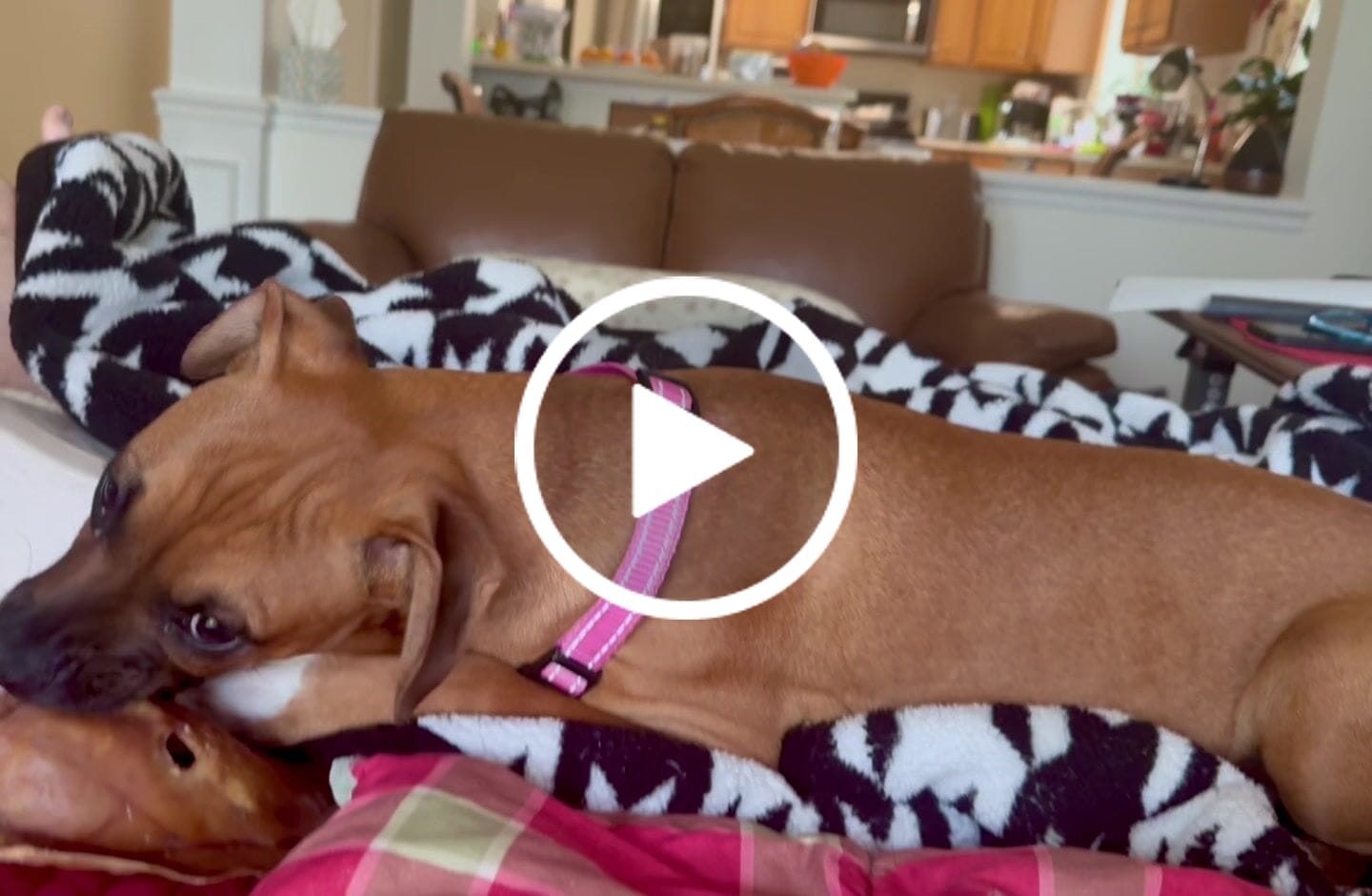 Customer video review of Pig Ears
