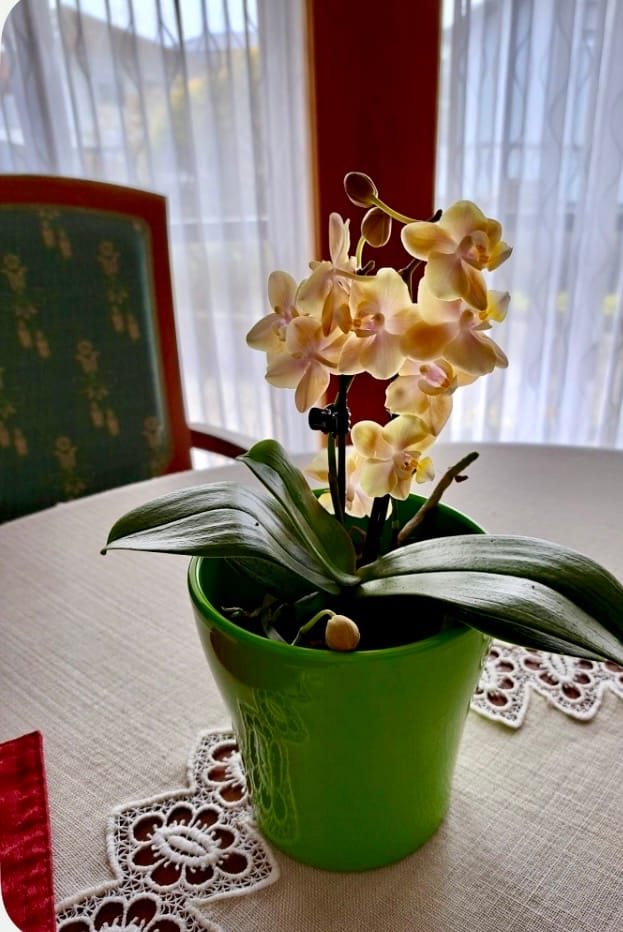 Customer photo review of Duftorchidee Table Dance Elemental mit gelben Blüten mit 2 Rispen