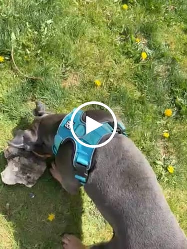 Customer video review of Comfort Premium Harness | Non Restrictive - Light Blue
