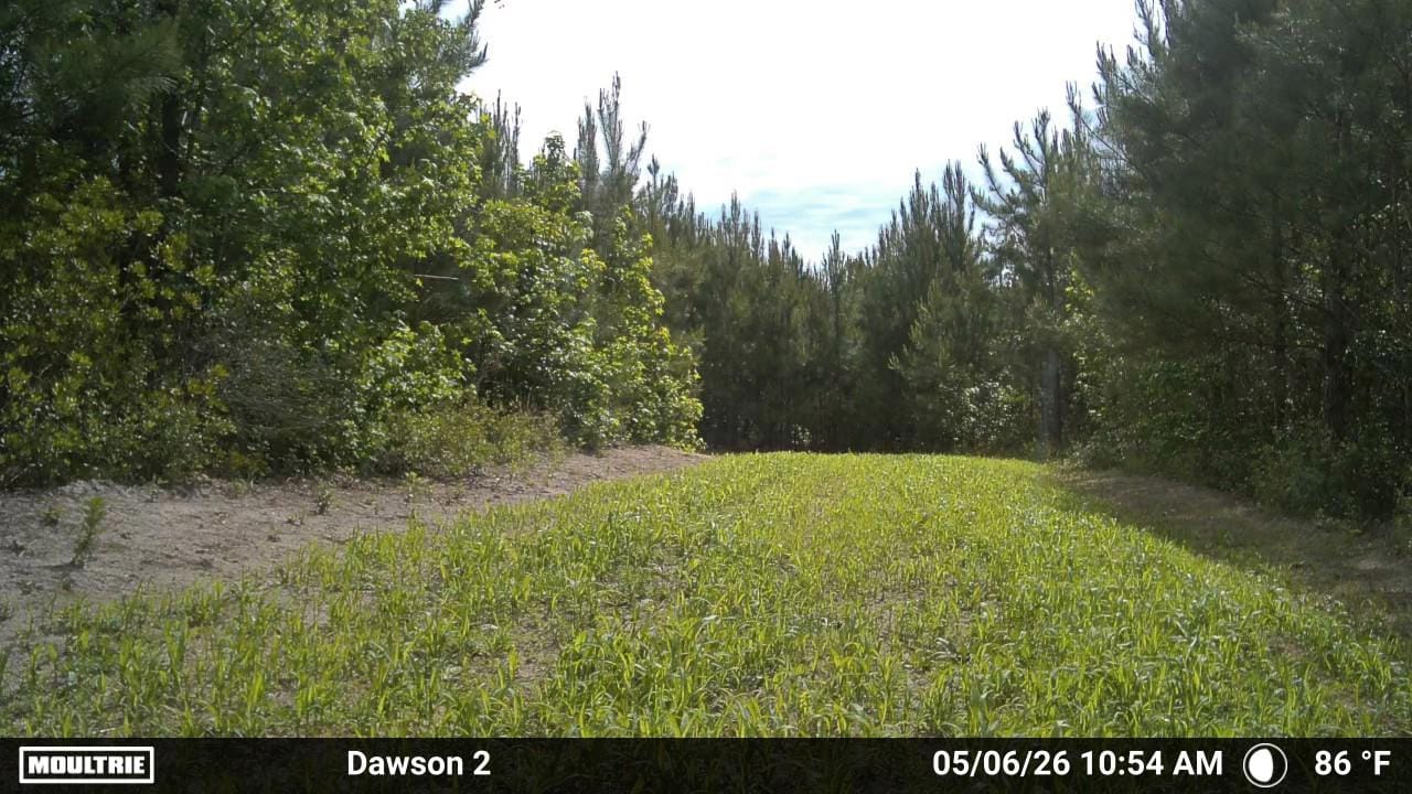 Customer photo review of Dirty Bird™ Food Plot Seed