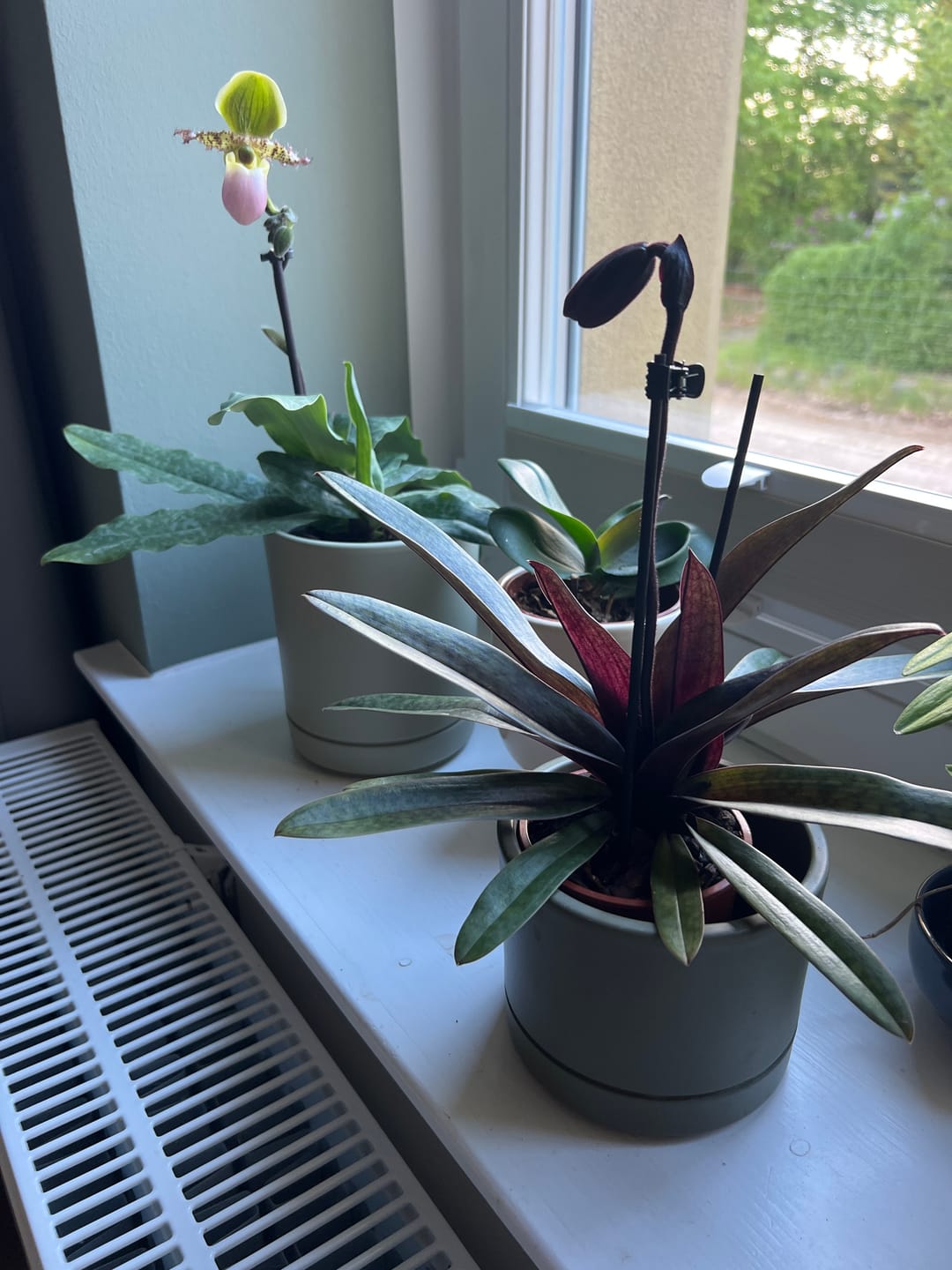 Customer photo review of Frauenschuh Paphiopedilum Black Jack mit 1 Rispe