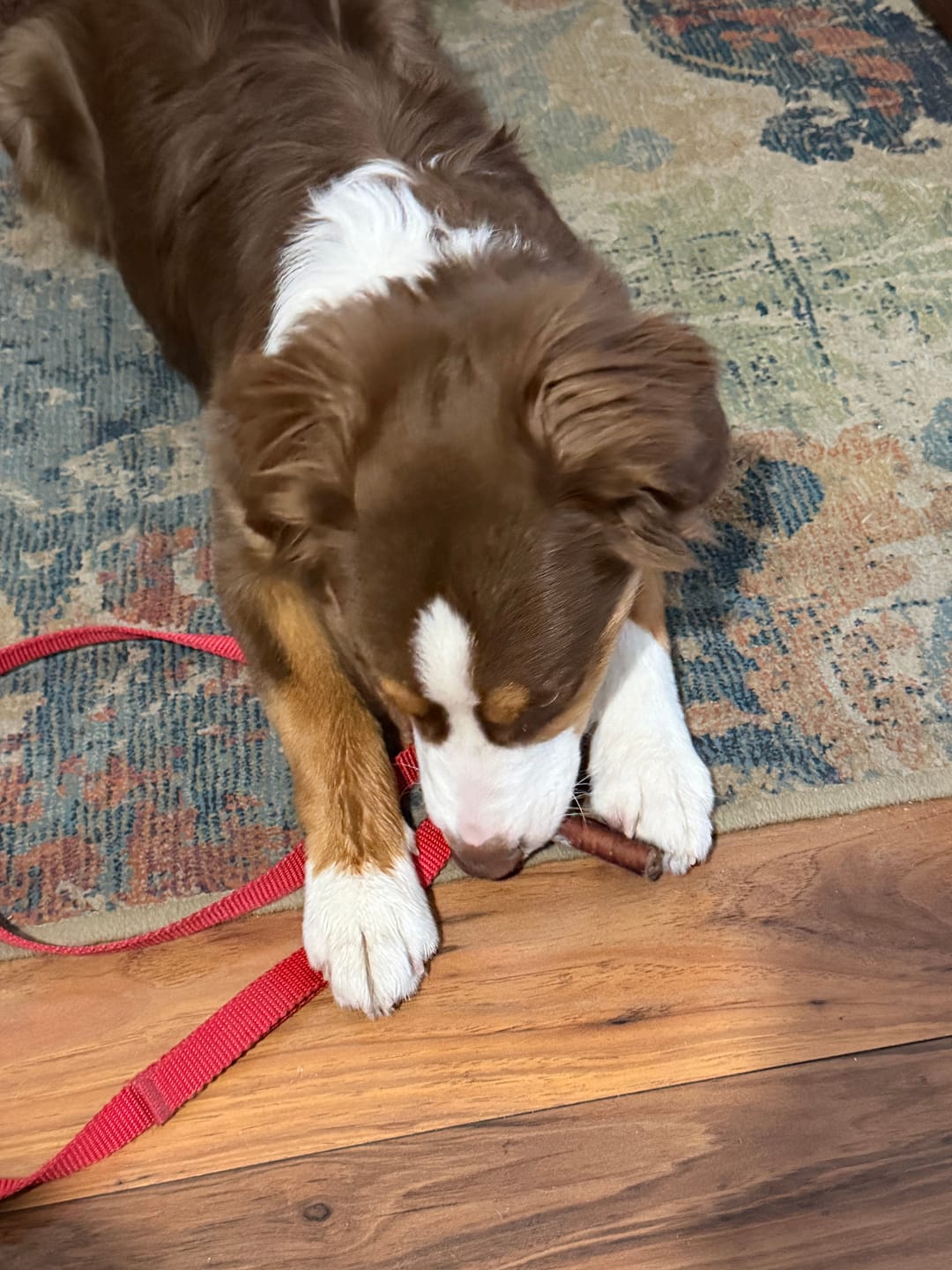 Customer photo review of 6 Inch Jumbo Bully Stick