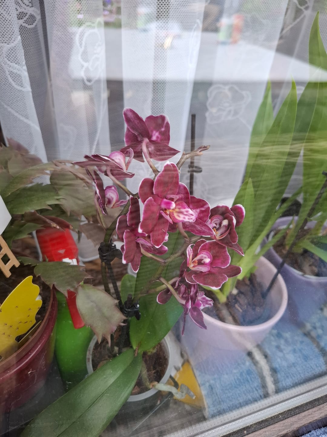Customer photo review of Table Dance Aliyah Black mit dunkelroten Blüten und 2+ Rispen
