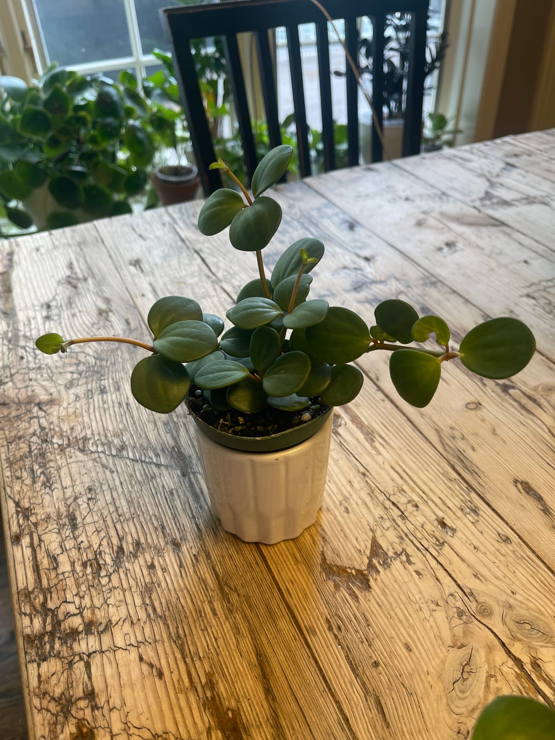 Customer photo review of Peperomia 'Hope'